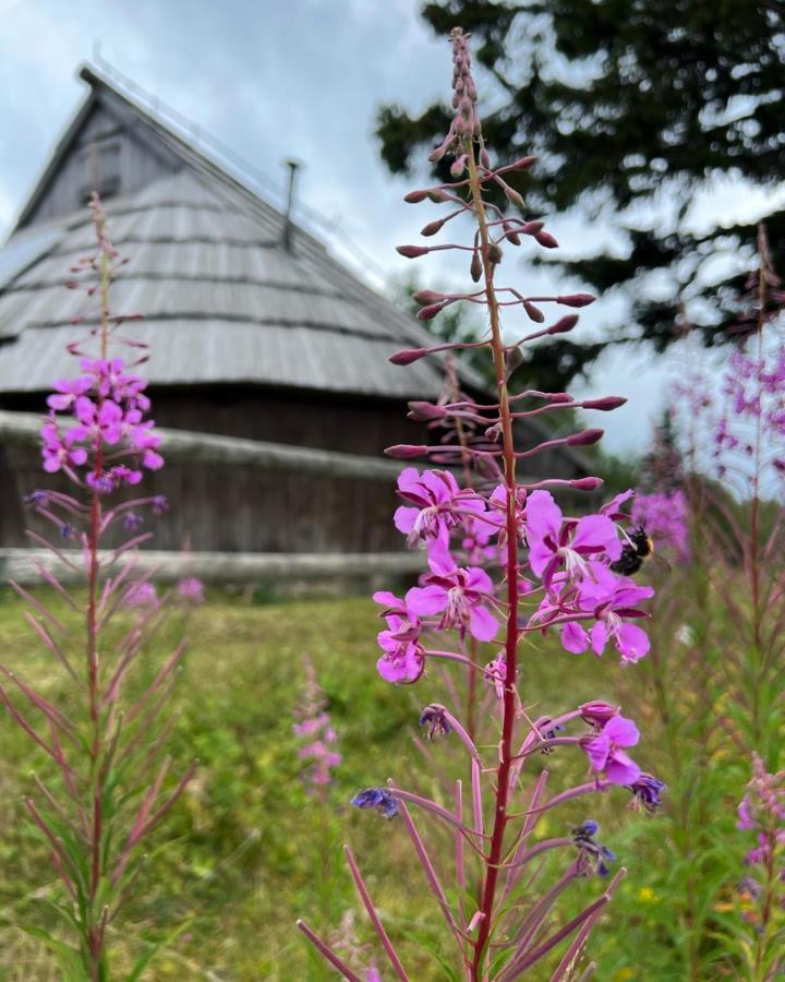 Korosica Velika Planina *